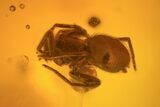 Fossil Beetle (Coleoptera) & Spider (Aranea) In Baltic Amber #123413-1